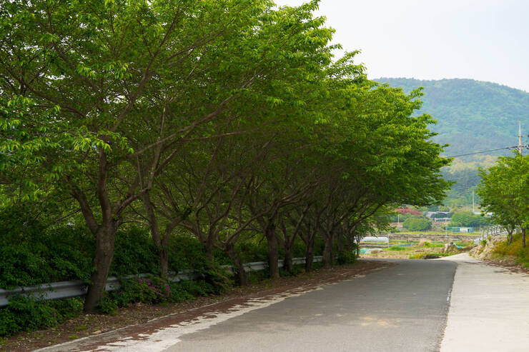 벚꽃터널_01.jpg