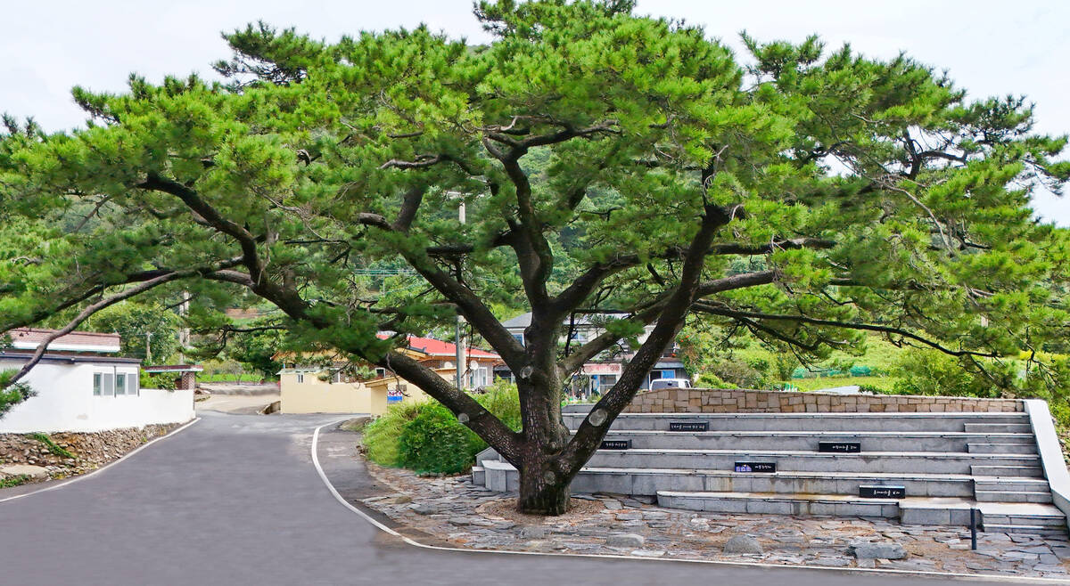 금오도 직포 소나무