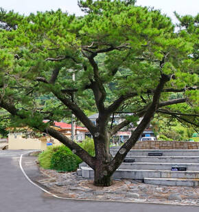 금오도 직포 소나무