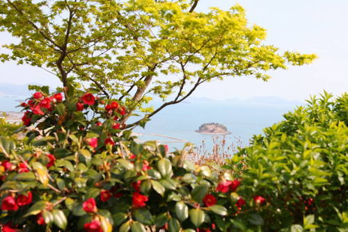 망마산 동백숲의 1번째 이미지