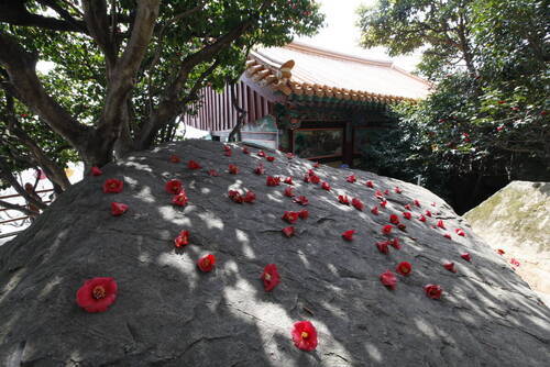 향일암 동백꽃의 1번째 이미지