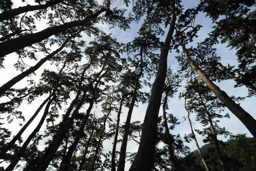 방죽포해수욕장 해송의 2번째 이미지