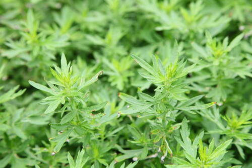 거문도 약쑥의 2번째 이미지