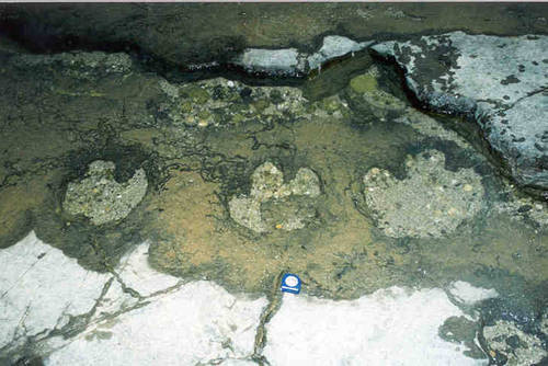 여수 낭도리 공룡발자국화석 산지 및 퇴적층의 1번째 이미지