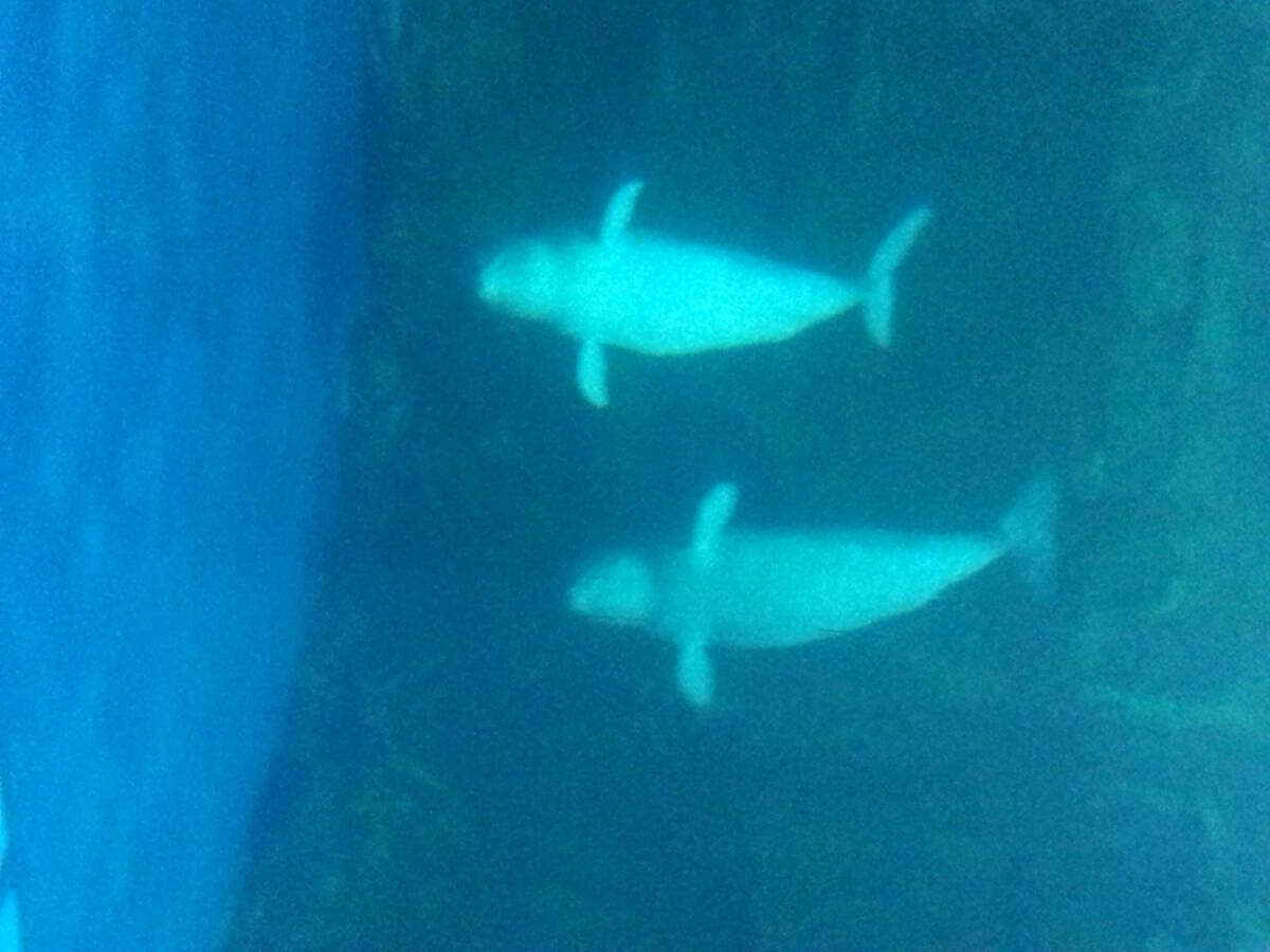 불화살 시연의 4번째 이미지