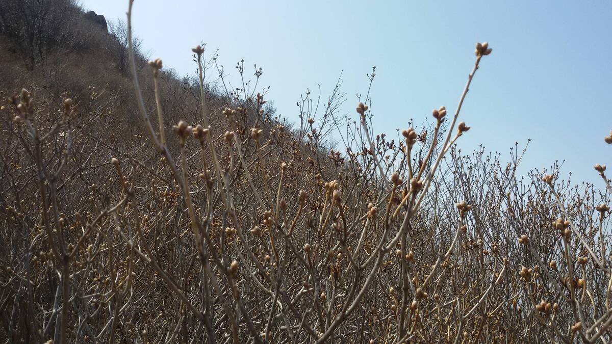 3월 22일 현재 영취산 진달래 개화상황의 1번째 이미지