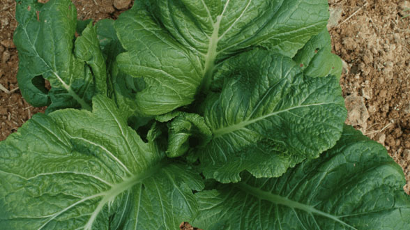 오동도 길을 걷고 있는 사람들