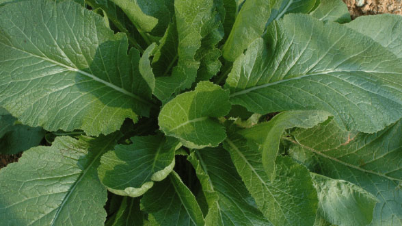 오동도 길을 걷고 있는 사람들