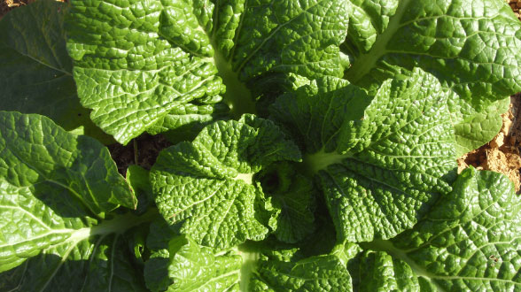 오동도 길을 걷고 있는 사람들