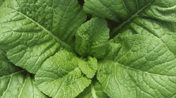 활짝 피고 있는 동백꽃