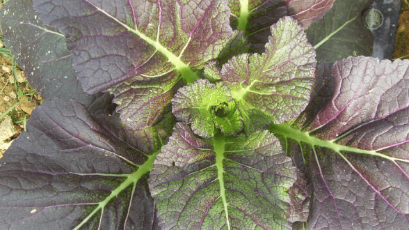 오동도 길을 걷고 있는 사람들