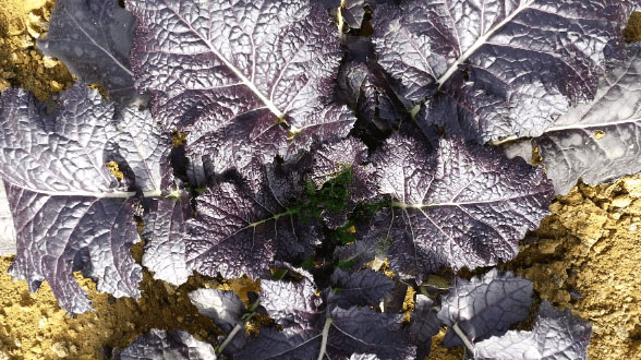 활짝 피고 있는 동백꽃