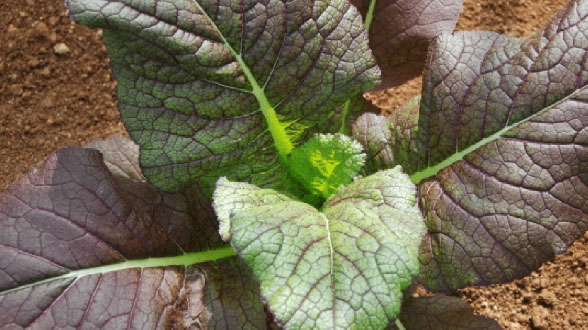 오동도 길을 걷고 있는 사람들