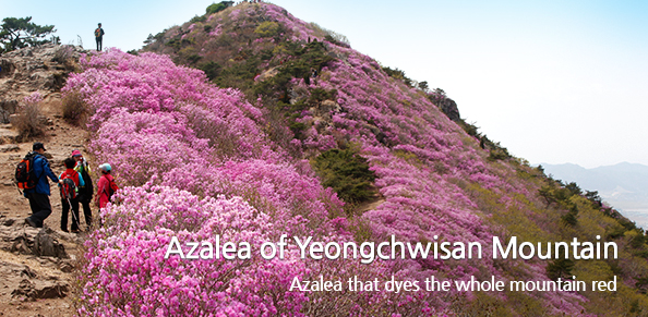 Azalea that dyes the whole mountain red