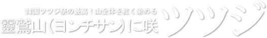 韓国ツツジ祭の最高！山全体を紅く染める靈鷲山(ヨンチサン)に咲くツツジ