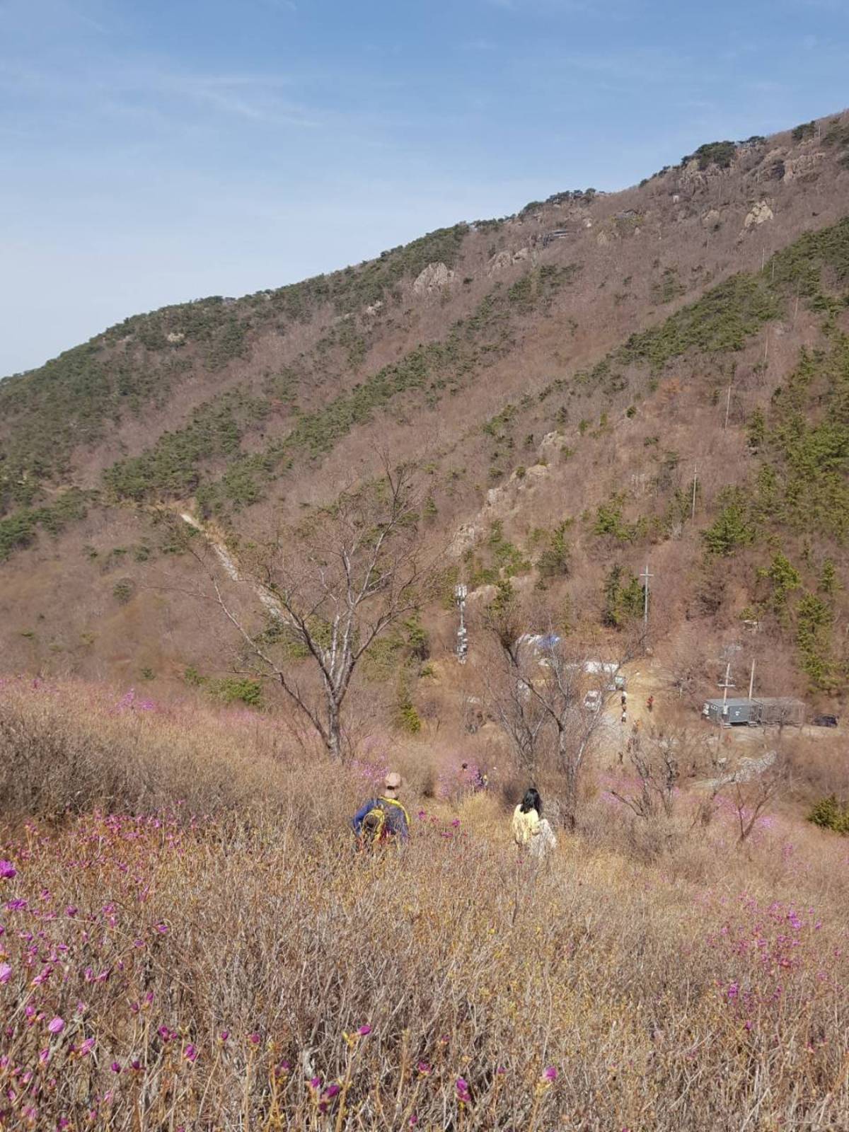 22. 3. 27. 개화현황