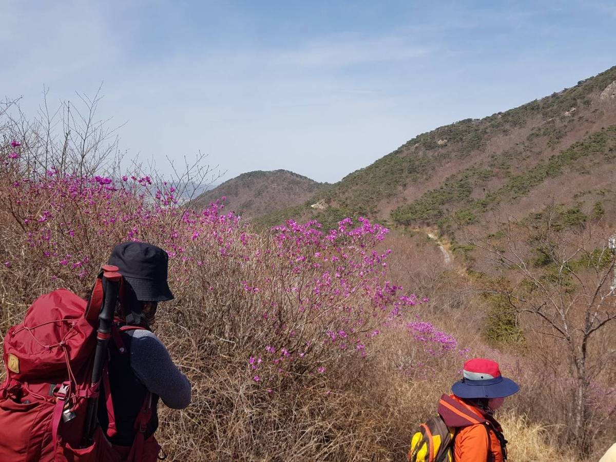 22. 3. 27. 개화현황