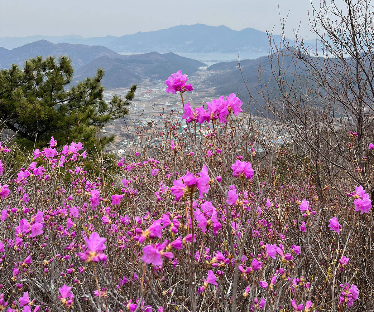 2023년 3월 28일 진달래 개화현황