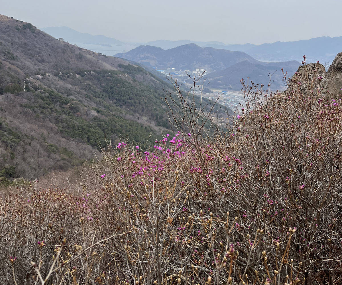 2023년 3월 28일 진달래 개화현황