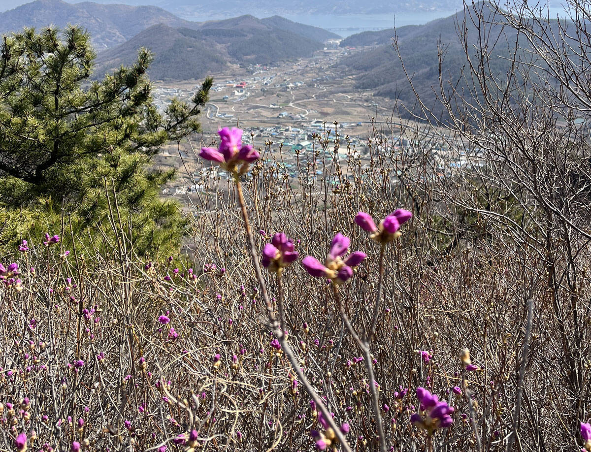 2023년 3월 14일 진달래 개화현황