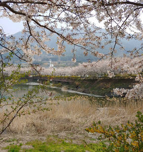 여수승월마을의 봄