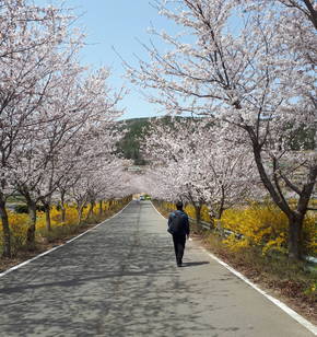여수의 숨은 벚꽃길 승월마을