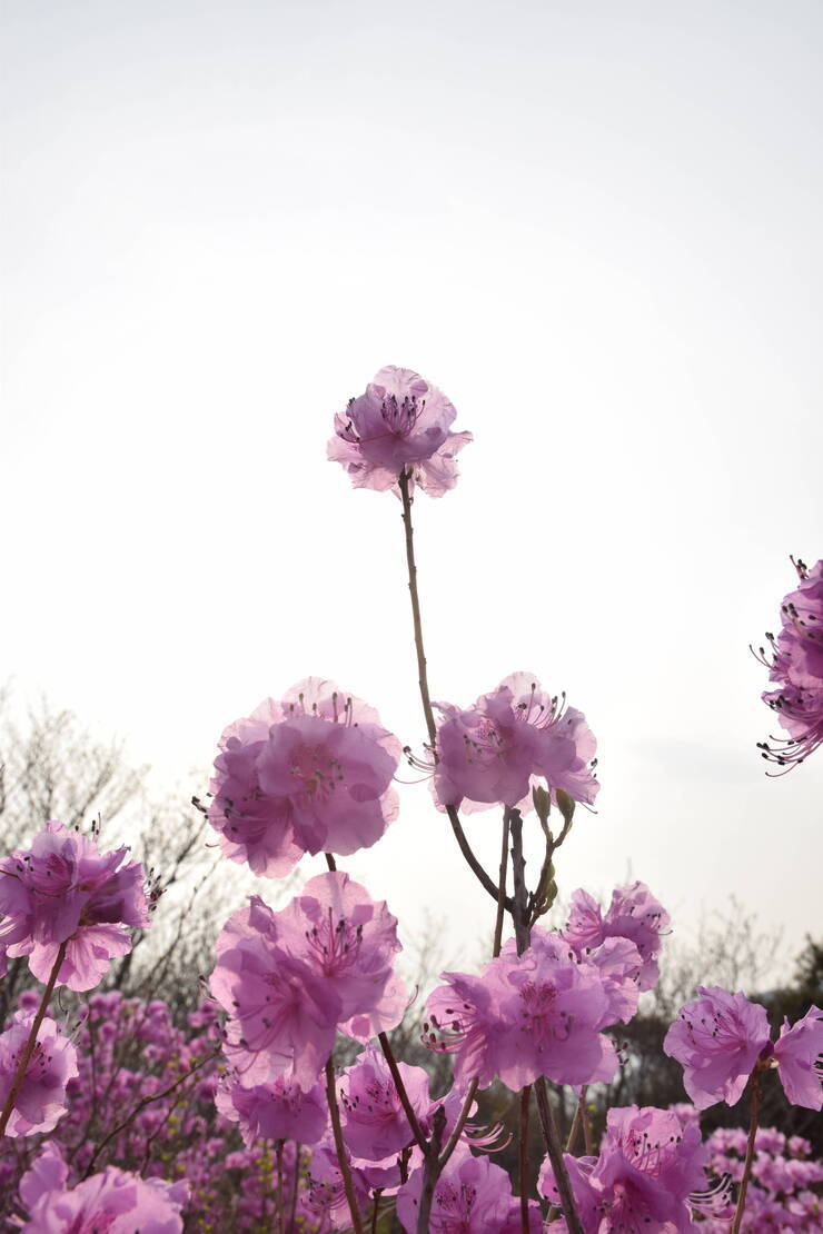 분홍분홍한 진달래 꽃잎이 너무나 사랑스럽다. 