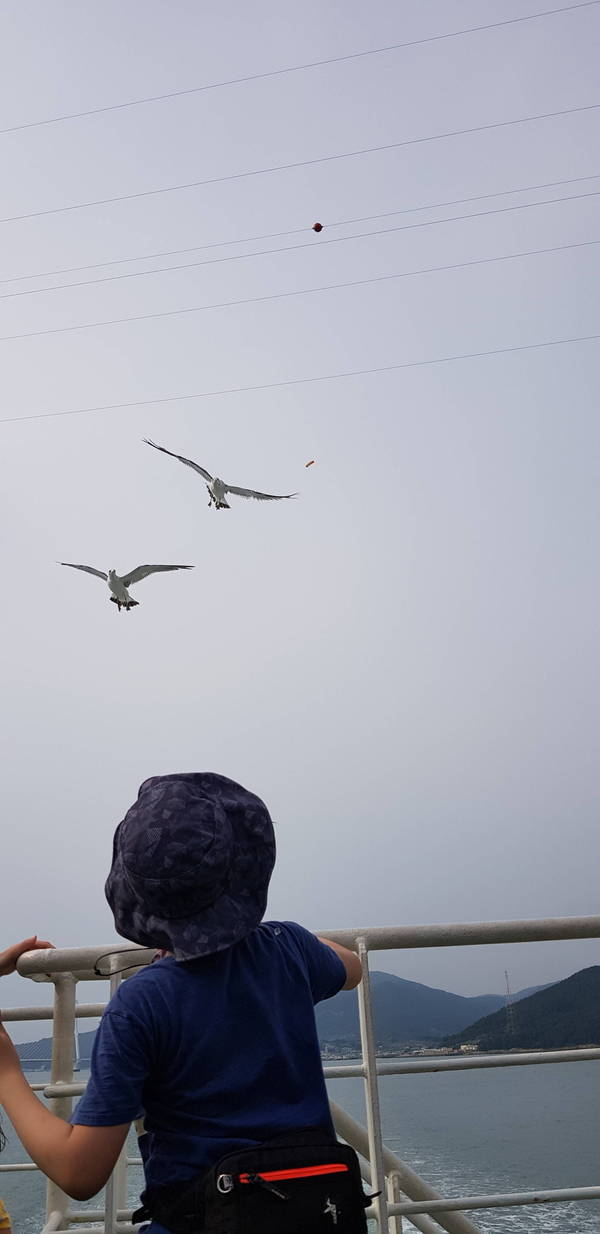금오도행 배위의 갈매기와
