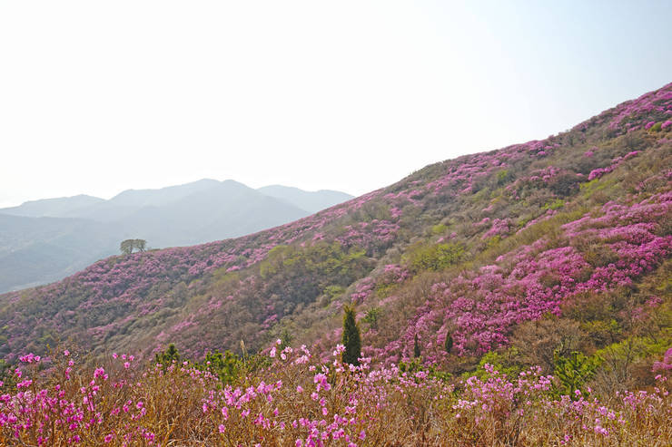 2019 여수 영취산 진달래