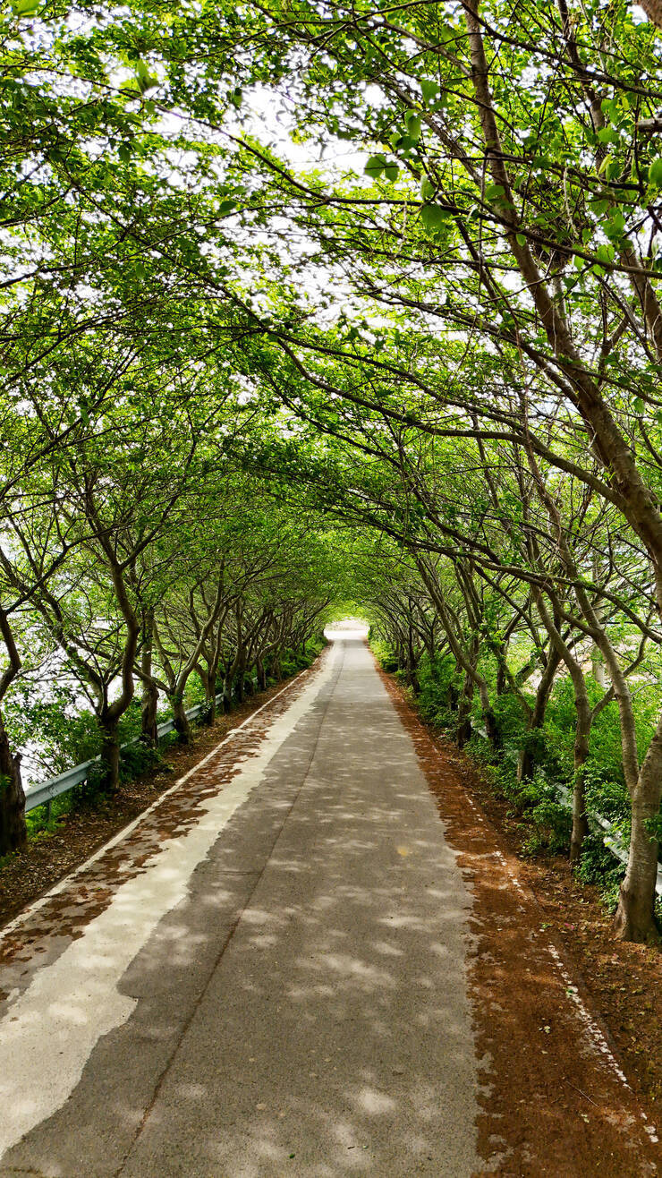 벚꽃터널_09.jpg
