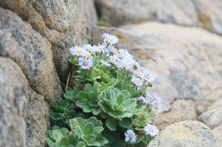 백도 바위틈의 꽃의 1번째 이미지