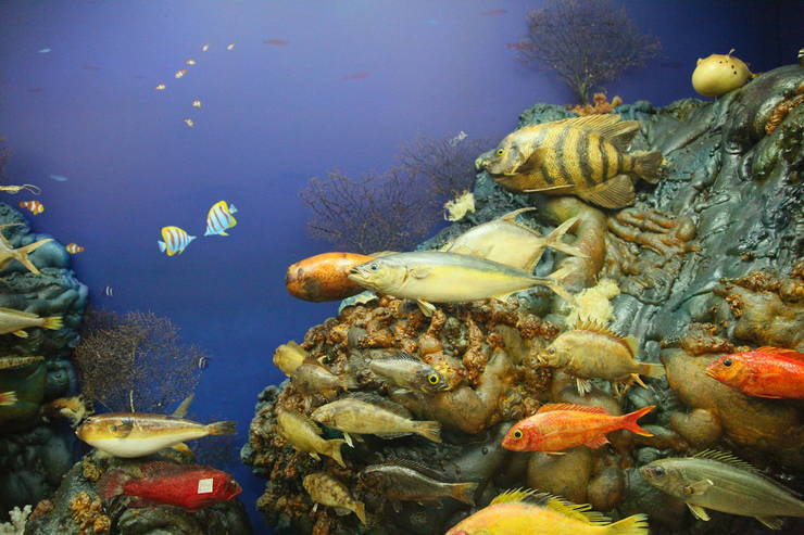 해양생물 디오라마간의 1번째 이미지