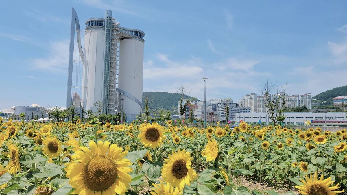 스카이타워와 해바라기