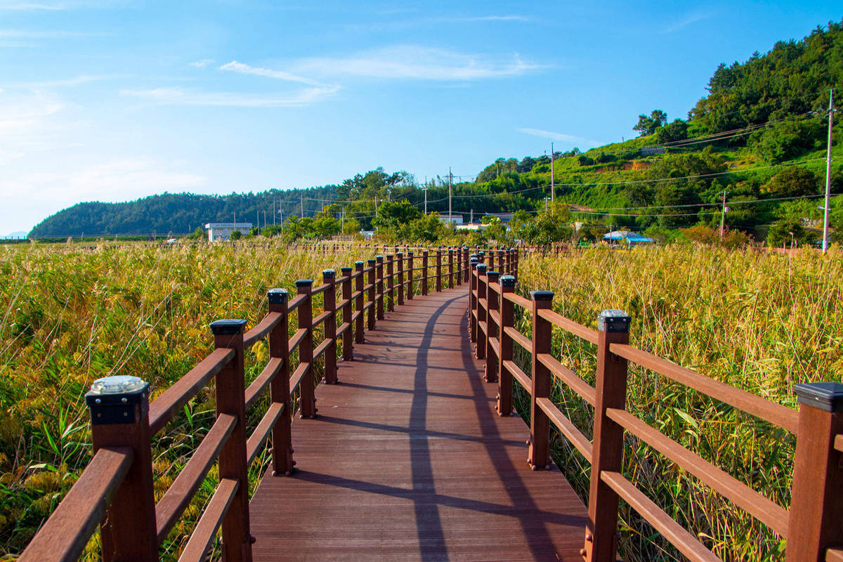 갈대 밭 사이로 이어진 산책로