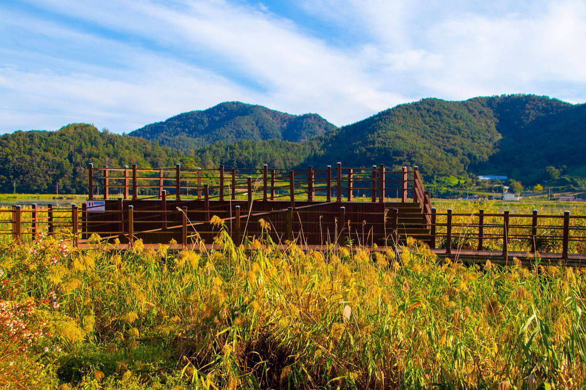 갈대밭 가운대 위치한 전망대