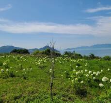 섬트레킹 초보자가 아름다운 꽃섬을 즐기고 싶다면, '하화도 꽃섬길'