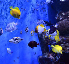 아쿠아플라넷 여수