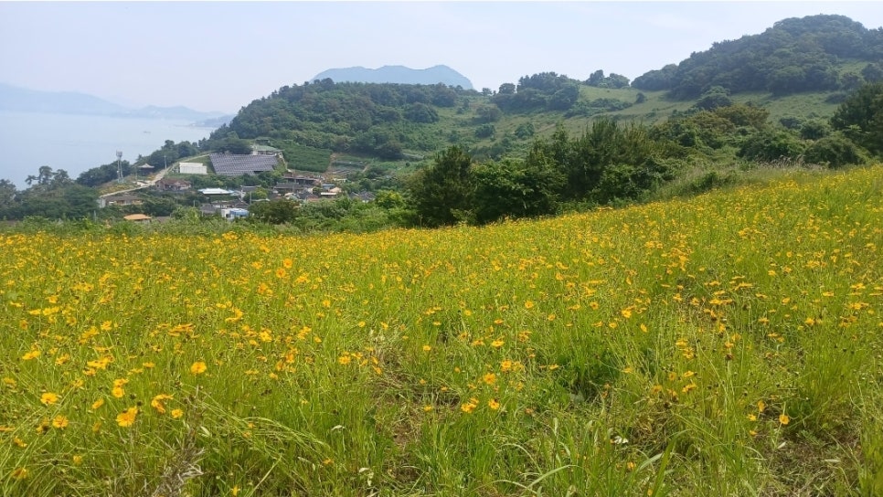 [260603] 하화도 볼런투어