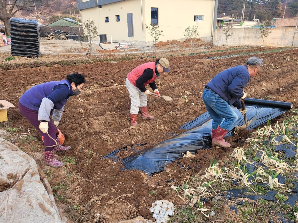[250417]마을 공유 텃밭⑵(식재)