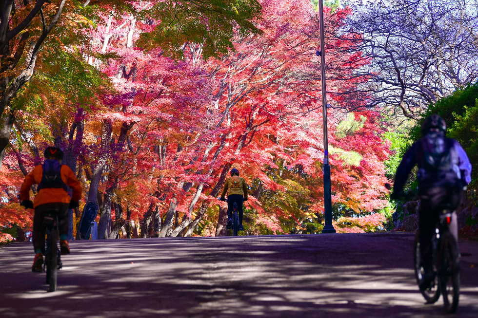 [사진] 아직 가을이 머무는 여수
