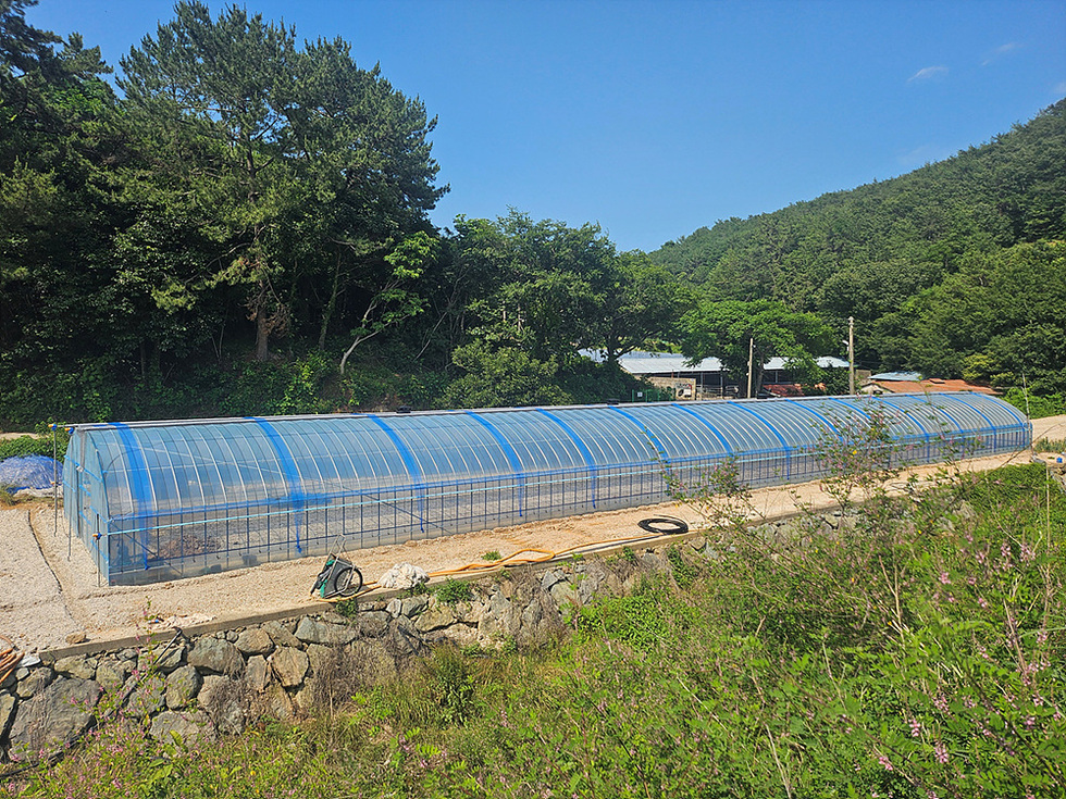 8-1여수시, 돌산갓 생산 기반 강화로 경쟁력 높인다.jpg