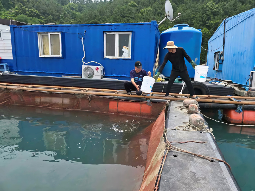 양식장에서 물고기들한테 먹이를 주고있는 모습이다.