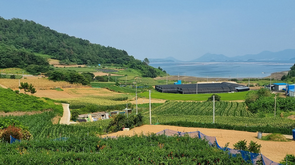 여수 화양면 들녘에 조성된 황금 흑찰 재배 단지 전경, 옥수수밭과 시설 하우스 너머로 바다와 섬이 보이는 풍경